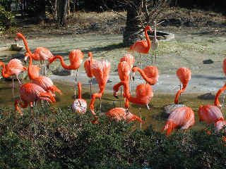 flamingo1144m.JPG (48480 oCg)